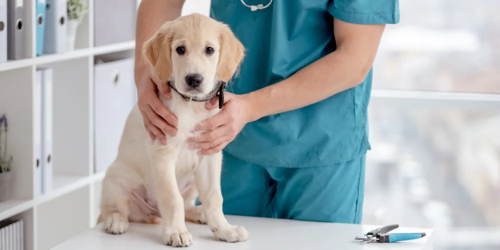 Dog Insurance Banner