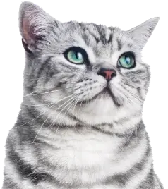 Cat Image