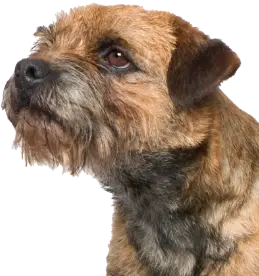 Dog Image