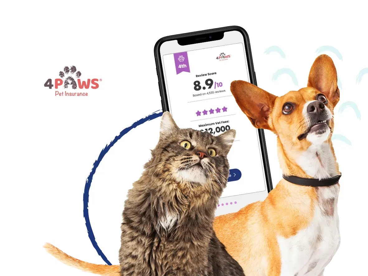 4Paws Hero Image