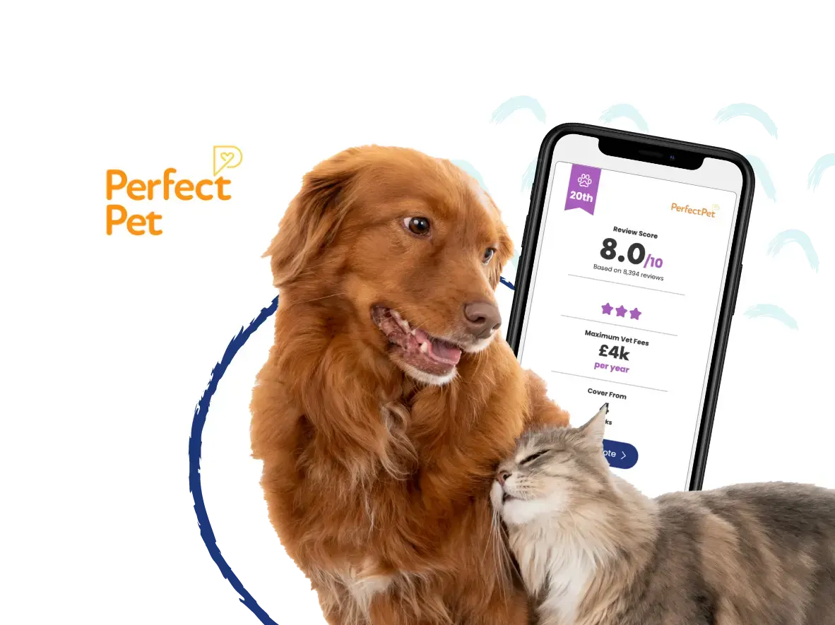 Perfect Pet Insurance Hero Image